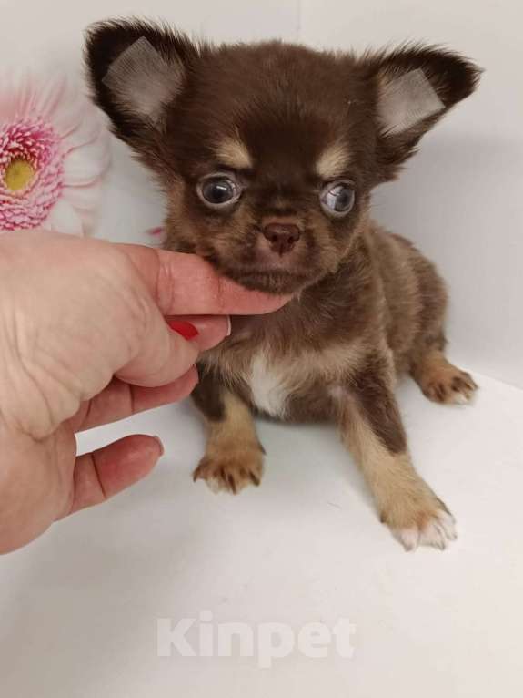 Собаки в других городах Московской области: Ленечка Мальчик, 40 000 руб. - фото 5