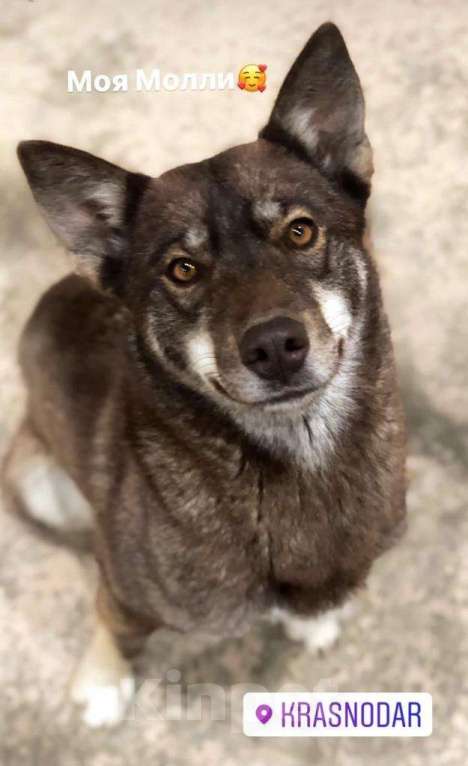 Собаки в Краснодаре: Пропала собака Девочка, 5 000 руб. - фото 3
