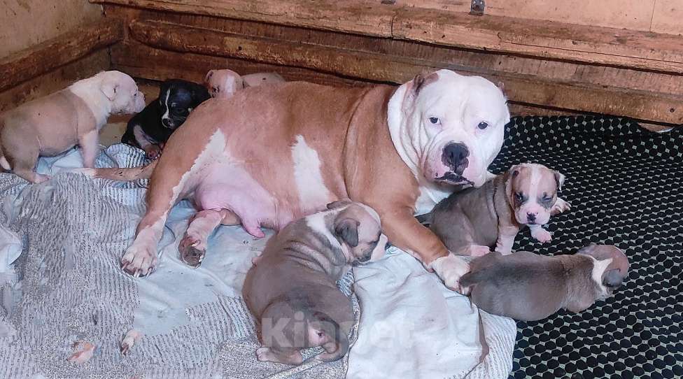 Собаки в Красноярске: Булли- Малыши Разнополые, 80 000 руб. - фото 4