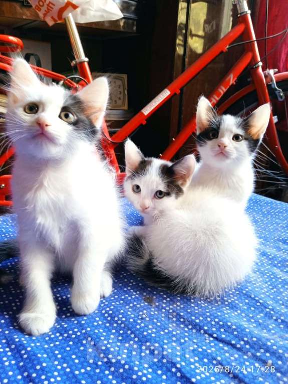 Кошки в Санкт-Петербурге: Котенок Мальчик, Бесплатно - фото 3