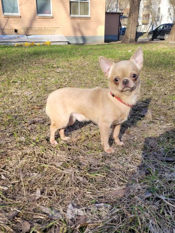 Собаки в Москве: Лиловый Чихуахуа мальчик Мальчик, Бесплатно - фото 1