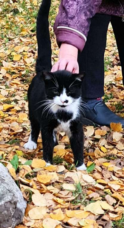 Кошки в Санкт-Петербурге: Бездомный ласковый кот ждёт Новогоднего чуда !  Мальчик, Бесплатно - фото 2