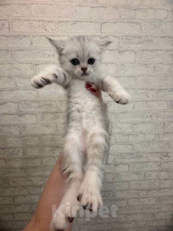 Кошки в Москве: Белоснежка Девочка, 5 000 руб. - фото 2