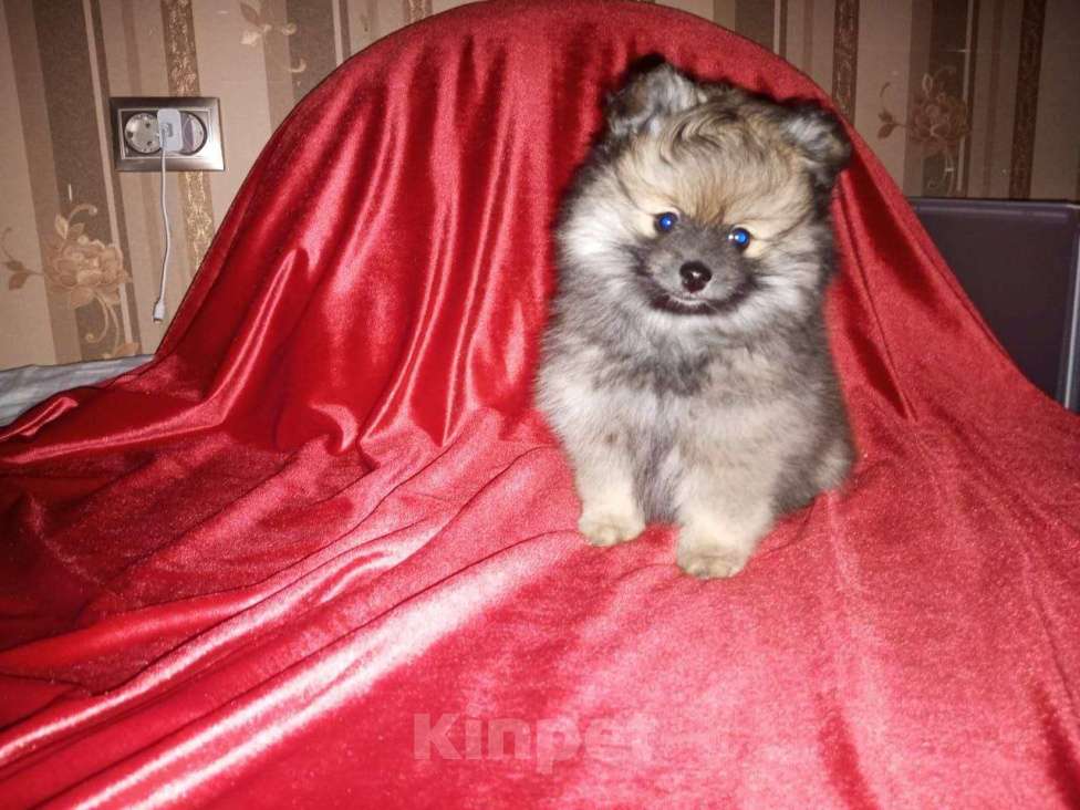 Собаки в Добрянке: Померанский Шпиц Девочка, 25 000 руб. - фото 3