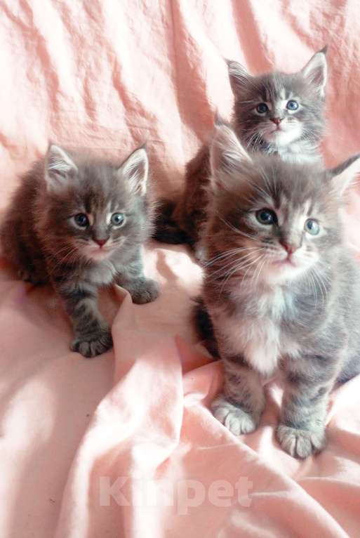 Кошки в Ачинске: Мейкуняша Девочка, 10 000 руб. - фото 4