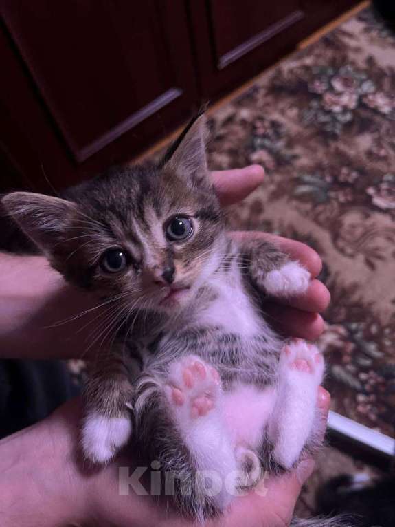 Кошки в Серпухове: Котенок в добрые руки СРОЧНО!!! Мальчик, Бесплатно - фото 1