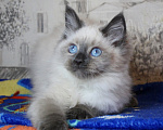 Кошки в Кирове: Роскошный котик Мальчик, Бесплатно - фото 1