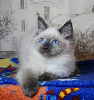 Роскошный котик