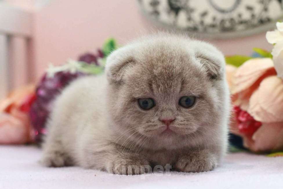 Кошки в Москве: Лиловая девочка  Девочка, 20 000 руб. - фото 4