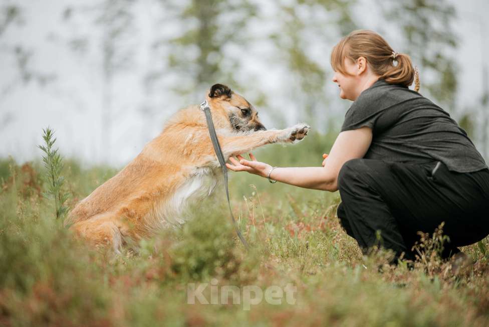 Собаки в Москве: Люша-Плюша – собака, в глазах которой светится счастье, когда она видит человека! Девочка, Бесплатно - фото 3