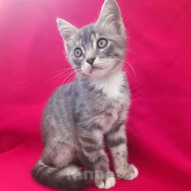 Кошки в Москве: Маленькая девочка в беде Девочка, Бесплатно - фото 3