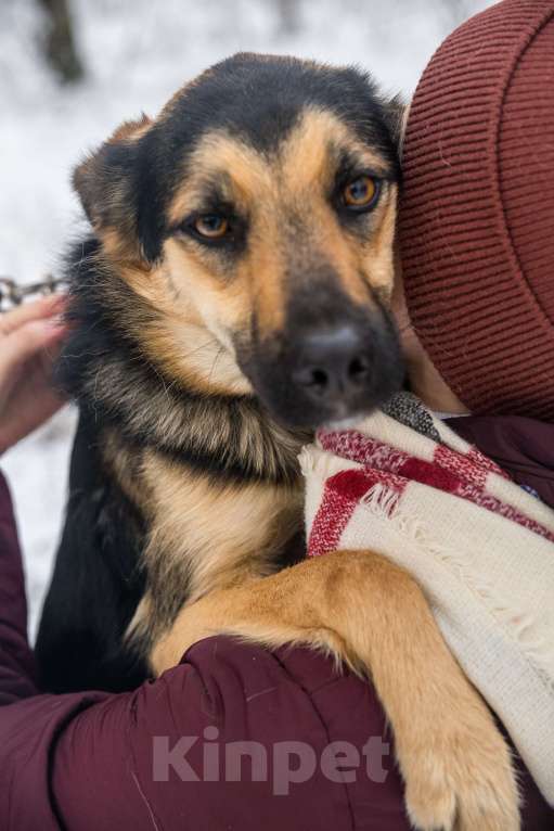Собаки в Москве: Самая обнимательная девочка приюта Девочка, Бесплатно - фото 6