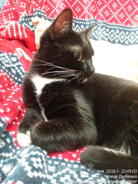 Кошки в Москве: Сливка девочка-припевочка ищет, кому помурчать Девочка, Бесплатно - фото 1