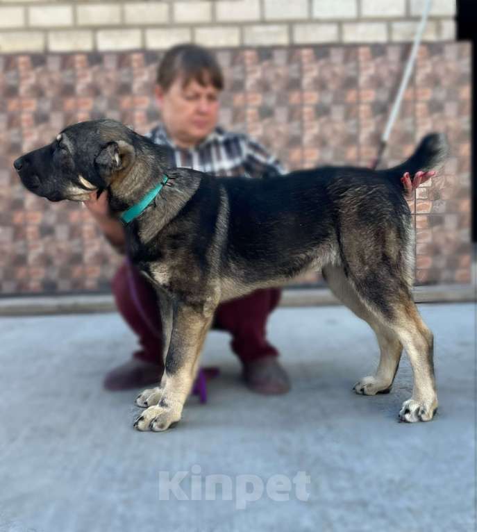 Собаки в Москве: Девочка среднеазиатской овчарки Девочка, 60 000 руб. - фото 2