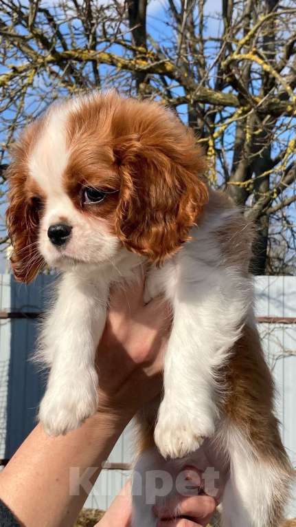 Собаки в Санкт-Петербурге: МАЛЬЧИК АНТЕЙ МАРТИН Мальчик, 85 000 руб. - фото 4