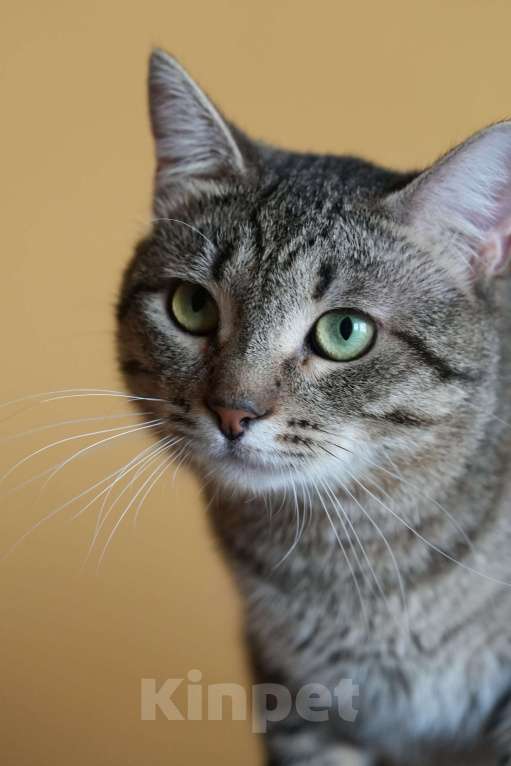 Кошки в Москве: котик Василек срочно ищет дом Мальчик, Бесплатно - фото 4