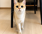 Кошки в Москве: 🌼 Злата — кошка, с которой дома становится теплее. Девочка, Бесплатно - фото 4