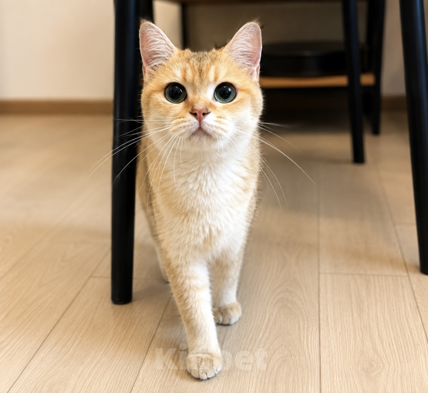 Кошки в Москве: 🌼 Злата — кошка, с которой дома становится теплее. Девочка, Бесплатно - фото 4