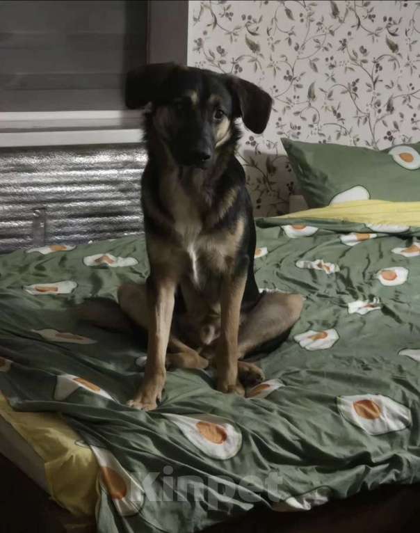 Собаки в Санкт-Петербурге: Веселый, игривый мальчишка ищет доброго, опытного хозяина и друга Мальчик, Бесплатно - фото 2