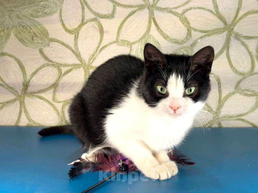 Кошки в других городах Московской области: Панда Девочка, Бесплатно - фото 4