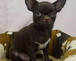 Собаки в Москве: Чихуахуа мальчик щенок  Мальчик, 30 000 руб. - фото 2