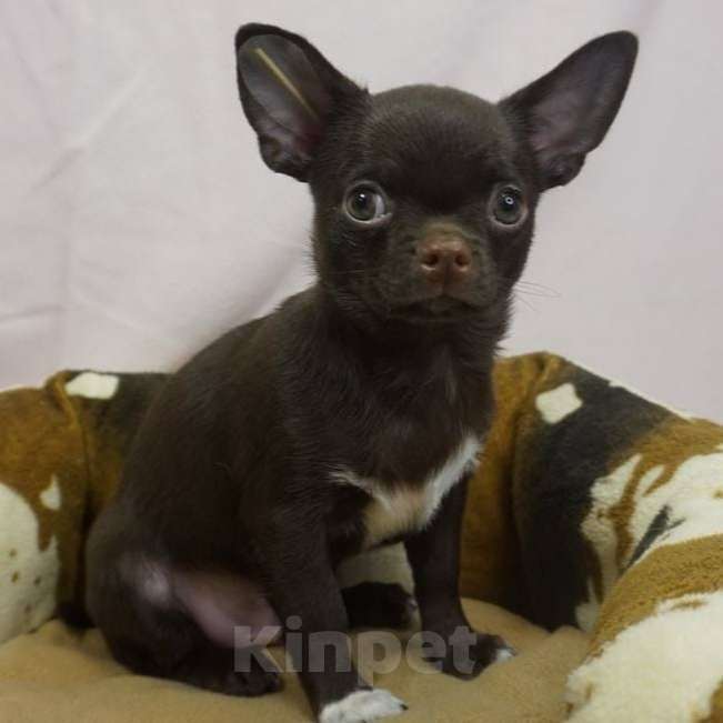 Собаки в Москве: Чихуахуа мальчик щенок  Мальчик, 30 000 руб. - фото 2