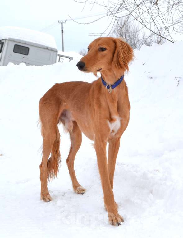 Собаки в Глазове: ADDIL ASSAD Мальчик, Бесплатно - фото 7