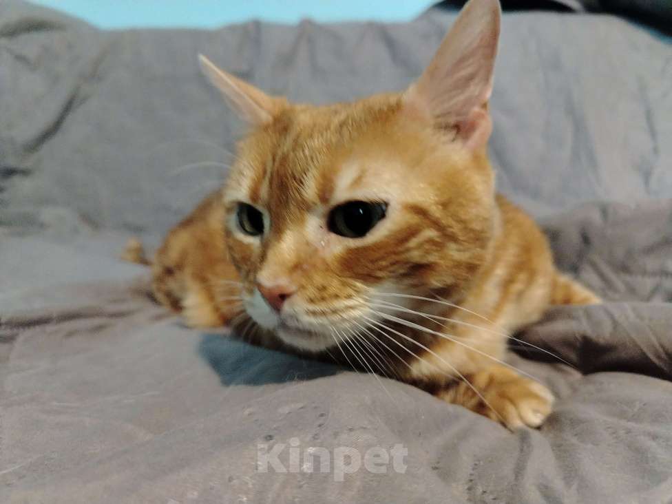 Кошки в Кудрово: Кошка Лёва Девочка, Бесплатно - фото 4