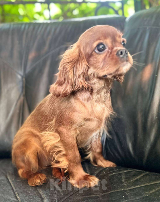 Собаки в Иваново: Очаровательная девочка Девочка, Бесплатно - фото 5