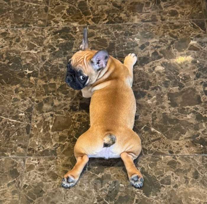 Собаки в Москве: Девочка , Таисия Девочка, 50 000 руб. - фото 3