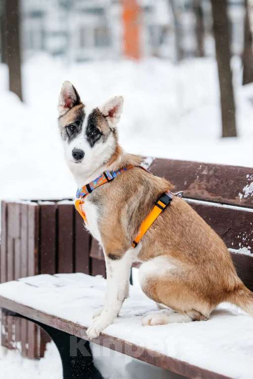 Собаки в Москве: Яркая Рина ищет дом Девочка, Бесплатно - фото 10