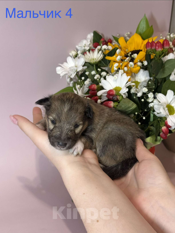 Собаки в Ярославле: Щенки Шелти Мальчик, 77 000 руб. - фото 2