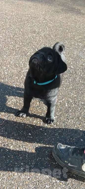 Собаки в Краснодаре: Чёрный мопс Мальчик, Бесплатно - фото 1