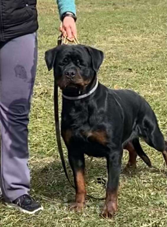 Собаки в Ростове-на-Дону: Элитные щенки ротвейлера  Мальчик, 60 руб. - фото 4