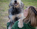 Собаки в Волоколамске: Собака-компаньон, приучена к домашней жизни Девочка, Бесплатно - фото 10