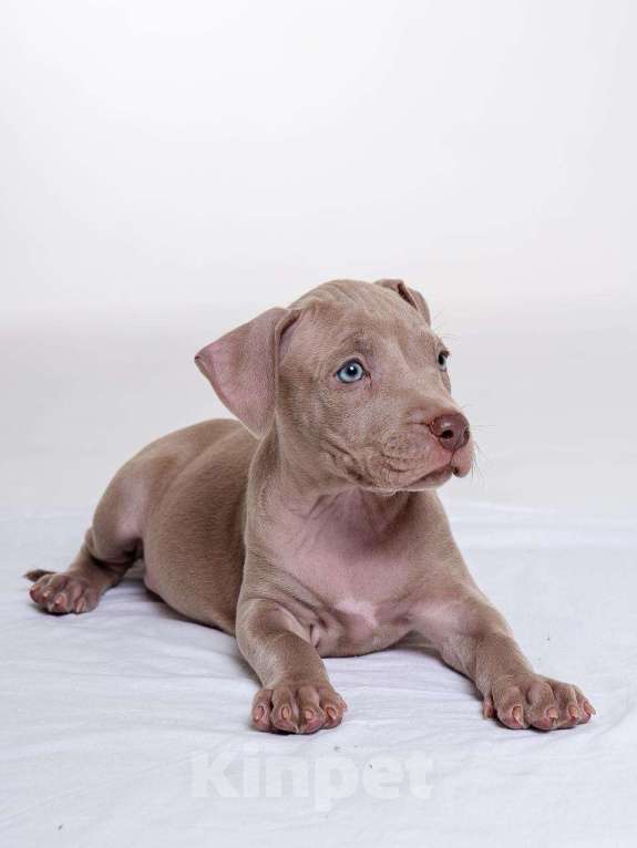 Собаки в Москве: Щенки американского питбуль терьера Мальчик, 70 000 руб. - фото 9