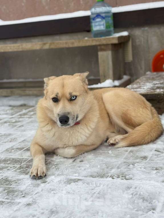 Собаки в Москве: Потрясающе красивая собака. Метис хаски Девочка, Бесплатно - фото 4