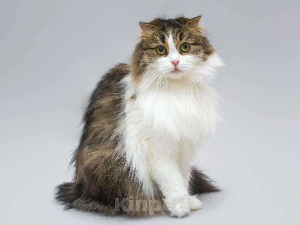 Кошки в Москве: Нежная ласковая кошечка Миу в добрые руки Девочка, Бесплатно - фото 6