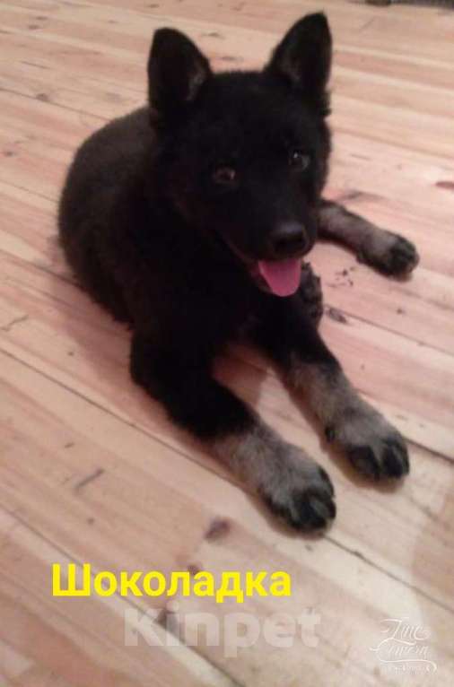 Собаки в Котельнике: Щенки овчарята оригинальных окрасов в добрые руки Девочка, Бесплатно - фото 2