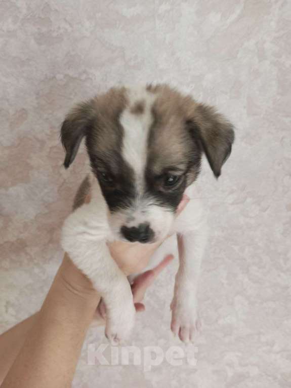 Собаки в Астрахани: 3 девочки ищут любящие семьи Девочка, Бесплатно - фото 5