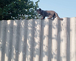 Кошки в Белгороде: 19 июля вечером пропал котенок 3 месяца,возле кирпичного переулка 4 Мальчик, 1 000 руб. - фото 2