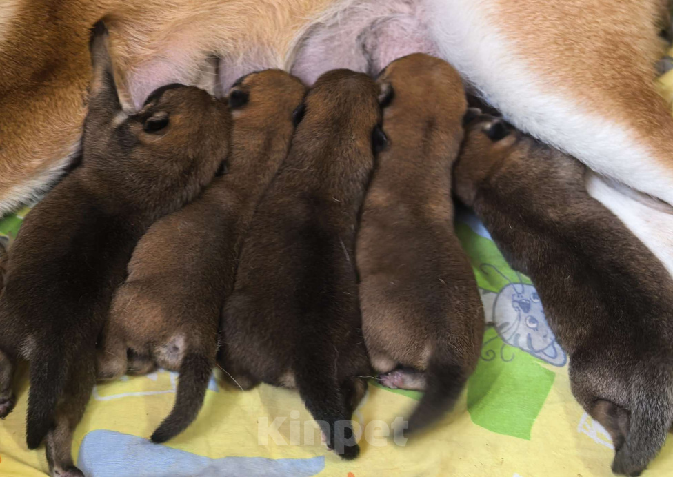 Собаки в Москве: Сиба ину щенки на июнь Девочка, 60 000 руб. - фото 3