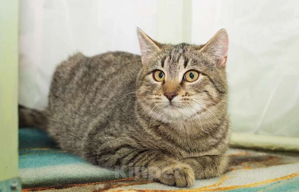 Кошки в Москве: Серега Мальчик, Бесплатно - фото 1