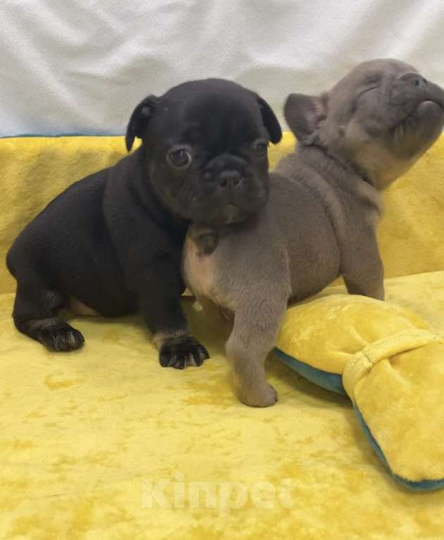 Собаки в Нижнем Новгороде: Щенки французского бульдога  Девочка, Бесплатно - фото 7