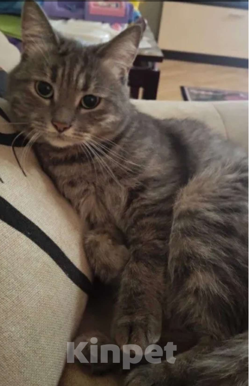 Кошки в Ростове-на-Дону: Потеряна кошка  в ноябре  Девочка, 1 000 руб. - фото 2