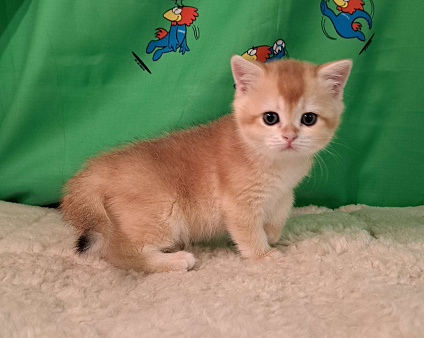 Золотая шотландская девочка 