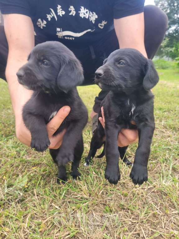 Собаки в других городах Воронежской области: Помесь восточноевропейской овчарки и русского спаниеля Девочка, Бесплатно - фото 5