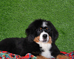 Собаки в Москве: Девочка Бернский зенненхунд  Девочка, 120 000 руб. - фото 5