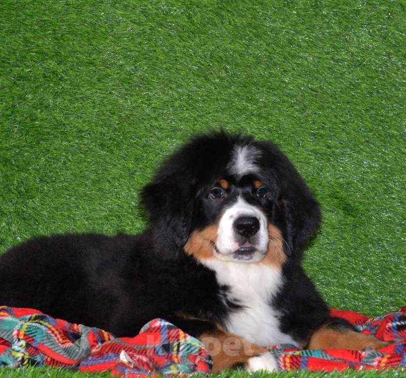 Собаки в Москве: Девочка Бернский зенненхунд  Девочка, 120 000 руб. - фото 5