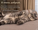Кошки в Саратове: метис британца (котик из рекламы вискаса) в добрые руки Мальчик, Бесплатно - фото 4